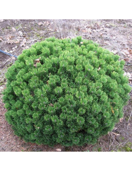 Mops Midget Sosna kosodrzewina  Pinus mugo