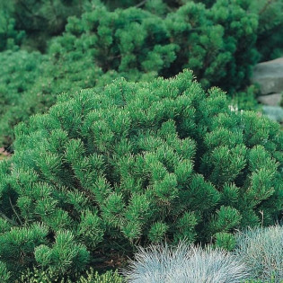 Sosna kosodrzewina Pumilio Pinus mugo