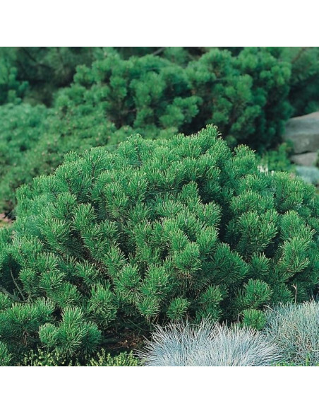 Sosna kosodrzewina Pumilio Pinus mugo
