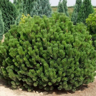 Sosna kosodrzewina Pumilio Pinus mugo 2