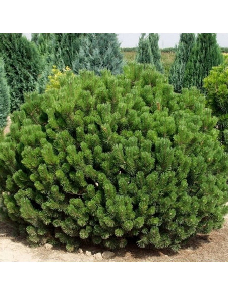 Pumilio Sosna kosodrzewina  Pinus mugo