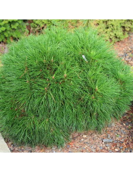 Sosna kosodrzewina Varella Pinus mugo