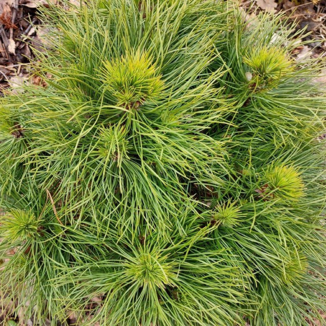 Varella Sosna kosodrzewina  Pinus mugo