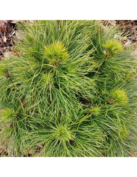 Varella Sosna kosodrzewina  Pinus mugo