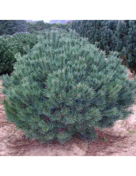 Sosna pospolita Watereri Pinus sylvestris