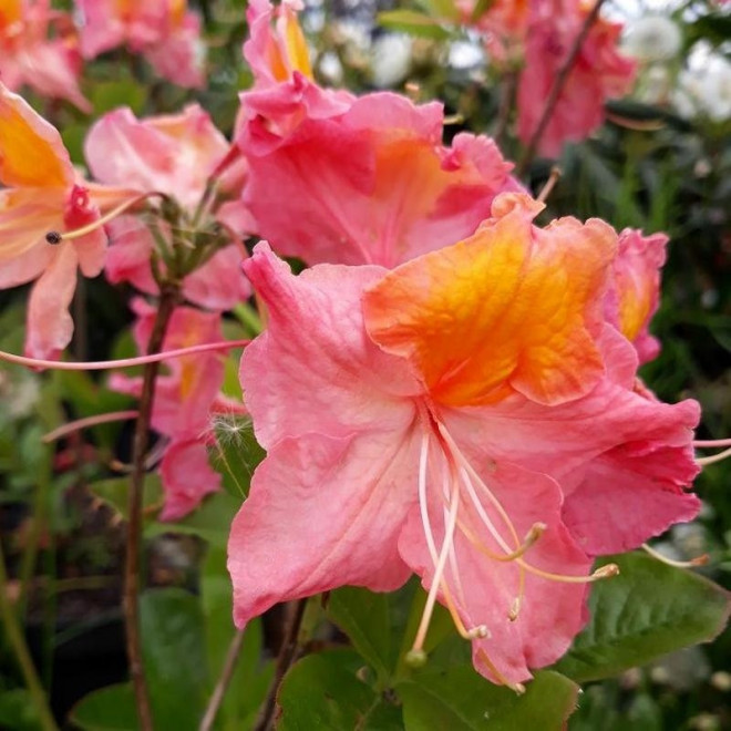 Rhododendron (Knaphill-Exbury) Azalia wielkokwiatowa Juanita