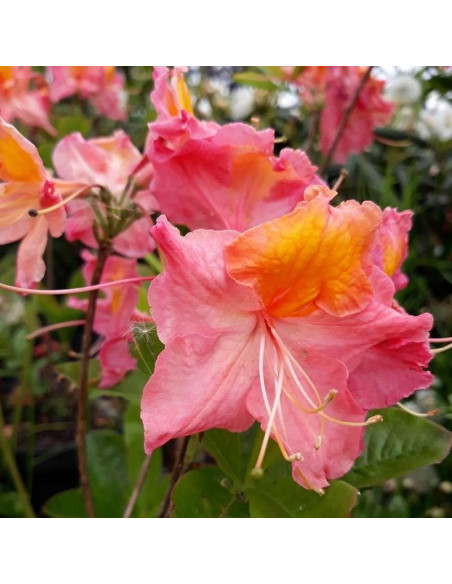 Rhododendron (Knaphill-Exbury) Azalia wielkokwiatowa Juanita