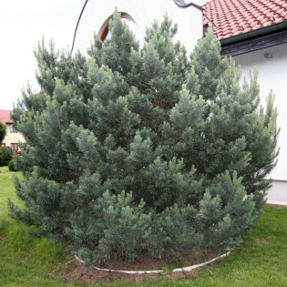 Sosna pospolita Watereri Pinus sylvestris 2