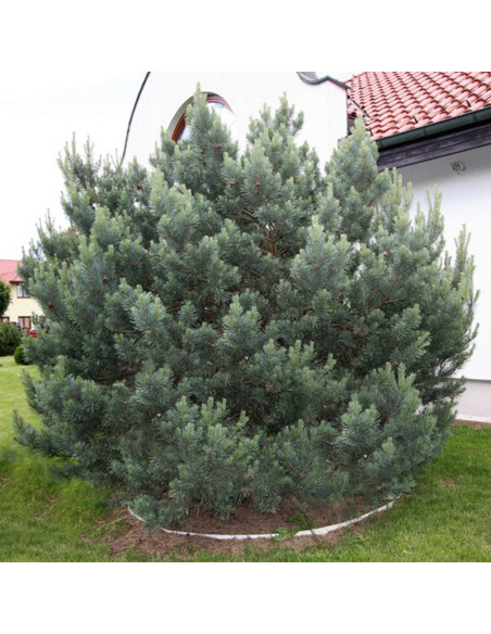 Watereri Sosna pospolita  Pinus sylvestris