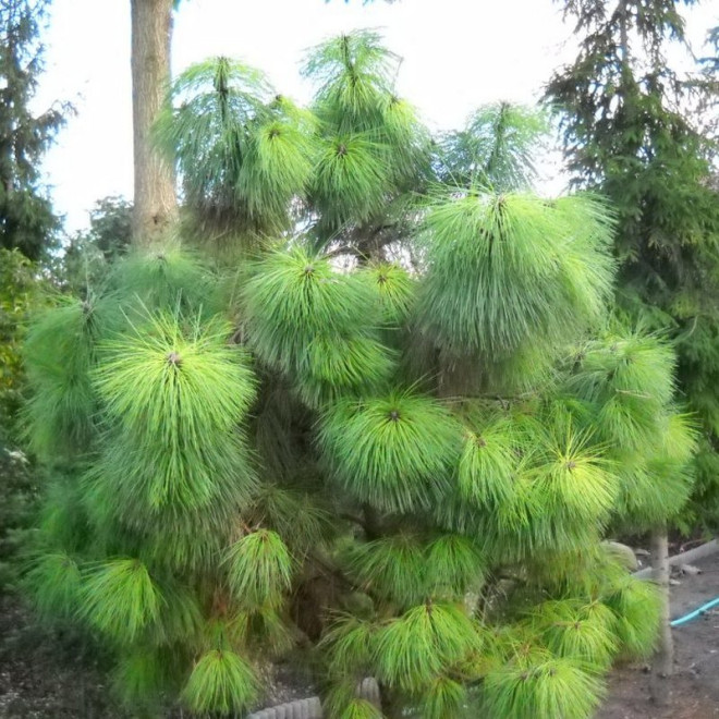 Sosna żółta Pinus ponderosa