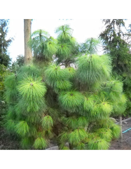 Sosna żółta Pinus ponderosa