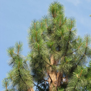 Sosna żółta Pinus ponderosa 2