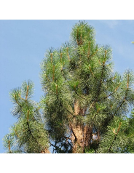 Pinus ponderosa Sosna żółta