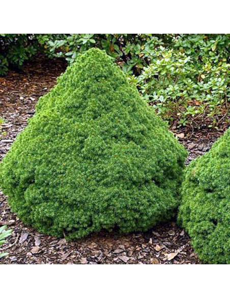 Świerk biały Alberta Globe Picea glauca