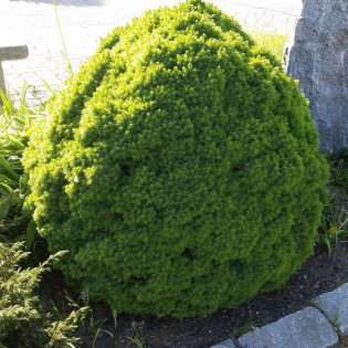 Świerk biały Alberta Globe Picea glauca 2