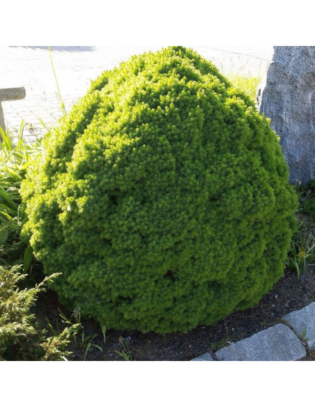 Alberta Globe Świerk biały  Picea glauca