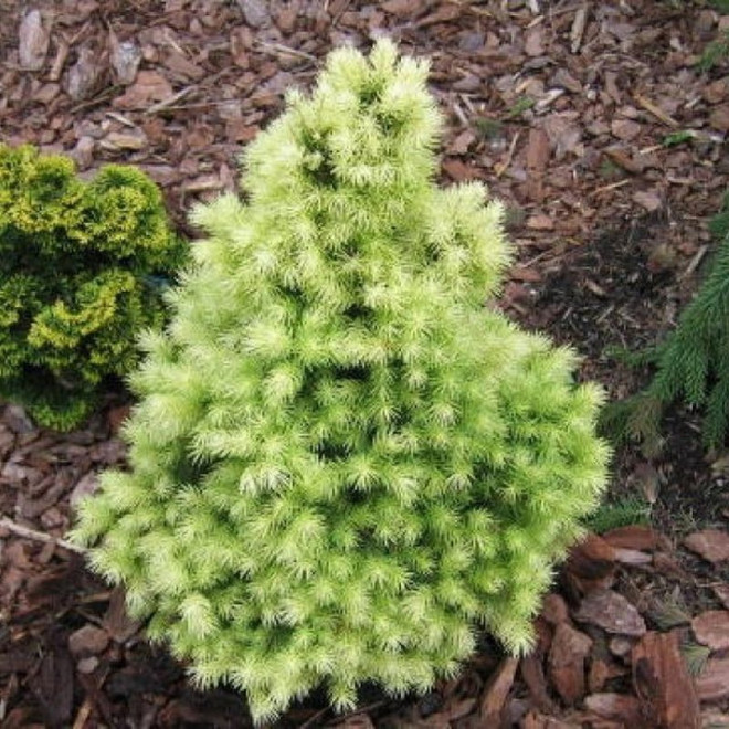 Biesenthaler Fruhling Świerk biały  Picea glauca