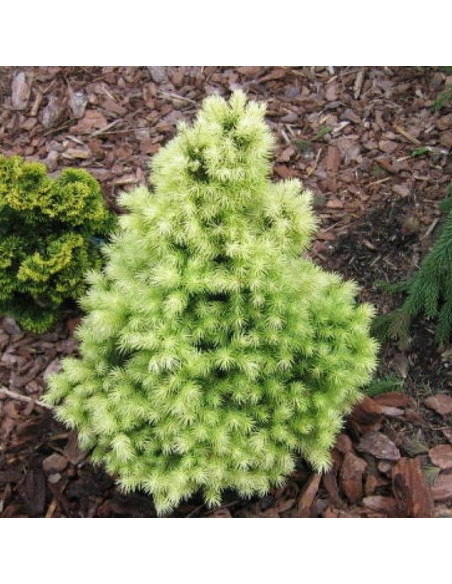 Biesenthaler Fruhling Świerk biały  Picea glauca