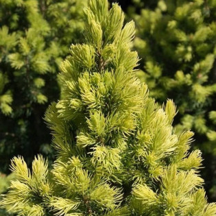Biesenthaler Fruhling Świerk biały  Picea glauca 2