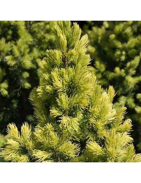 Świerk biały Biesenthaler Fruhling Picea glauca