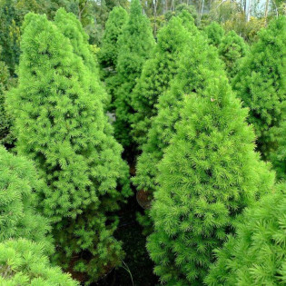 Conica Świerk biały  Picea glauca 2