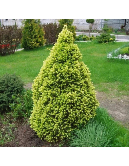 Świerk biały Daisy's White Picea glauca