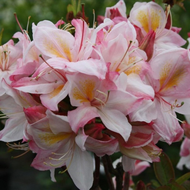 Azalia wielkokwiatowa Juniduft Rhododendron viscosum