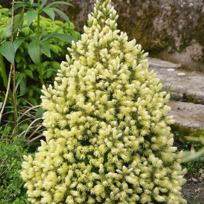 Daisy's White Świerk biały  Picea glauca