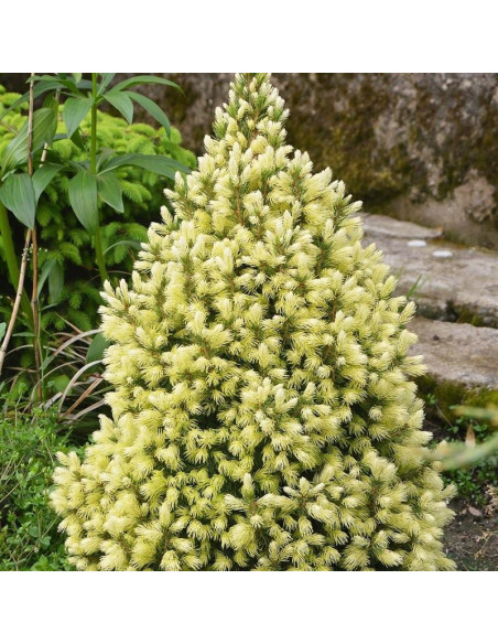 Daisy's White Świerk biały  Picea glauca