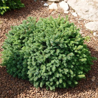 Świerk biały Echiniformis Picea glauca 2
