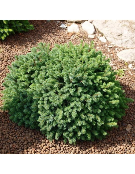 Echiniformis Świerk biały Picea glauca