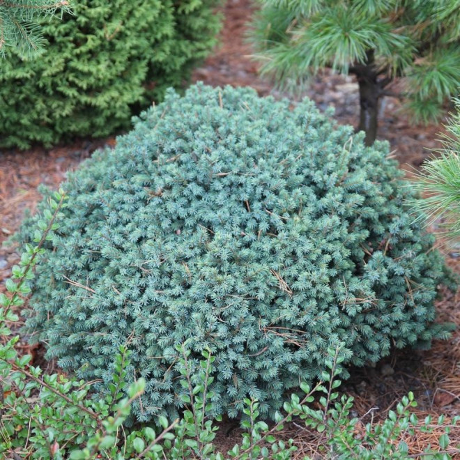 Świerk biały Echiniformis Picea glauca