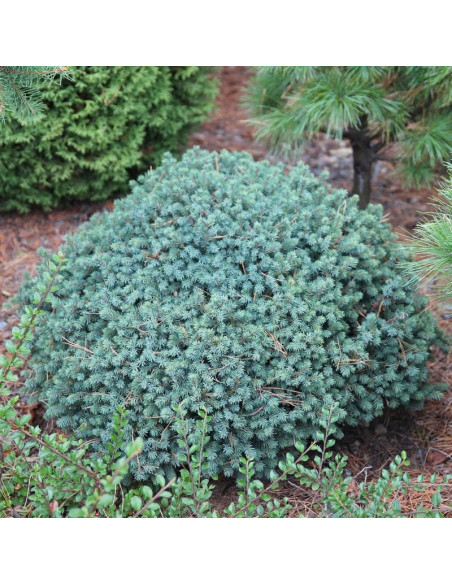 Świerk biały Echiniformis Picea glauca