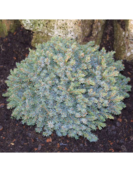 Picea glauca Echiniformis Świerk biały