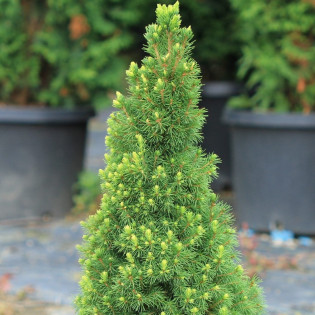 Rainbow's End Świerk biały  Picea glauca 2