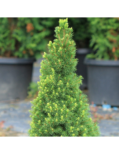 Świerk biały Rainbow's End Picea glauca