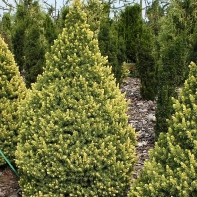 Rainbow's End Świerk biały  Picea glauca