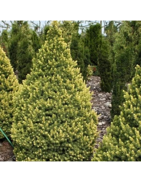 Rainbow's End Świerk biały  Picea glauca