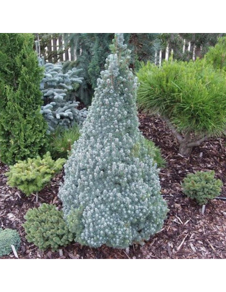 Sander's Blue Świerk biały Picea glauca