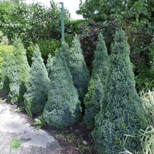 Sander's Blue Świerk biały Picea glauca 2