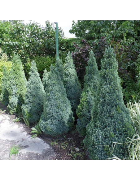 Świerk biały Sander's Blue Picea glauca