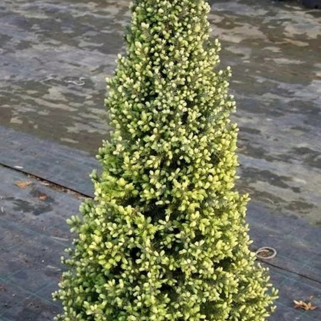 Świerk biały Sun on the Sky PBR Picea glauca Świerk biały Sun on the Sky PBR Picea glauca