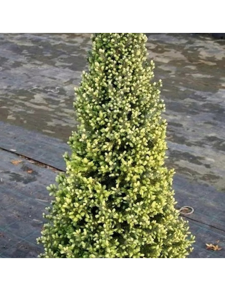 Świerk biały Sun on the Sky PBR Picea glauca