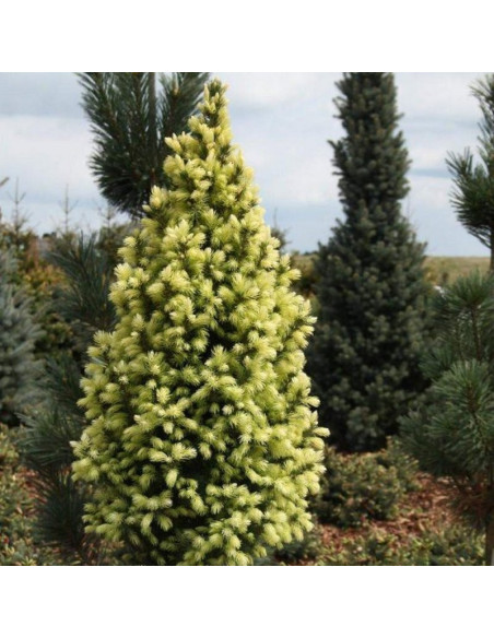 Sun on the Sky Świerk biały PBR Picea glauca