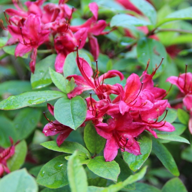 Azalia wielkokwiatowa Karminduft Rhododendron viscosum