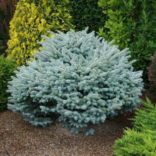 Glauca Globosa Świerk kłujący Picea pungens