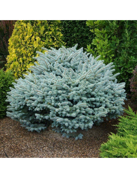 Glauca Globosa Świerk kłujący Picea pungens