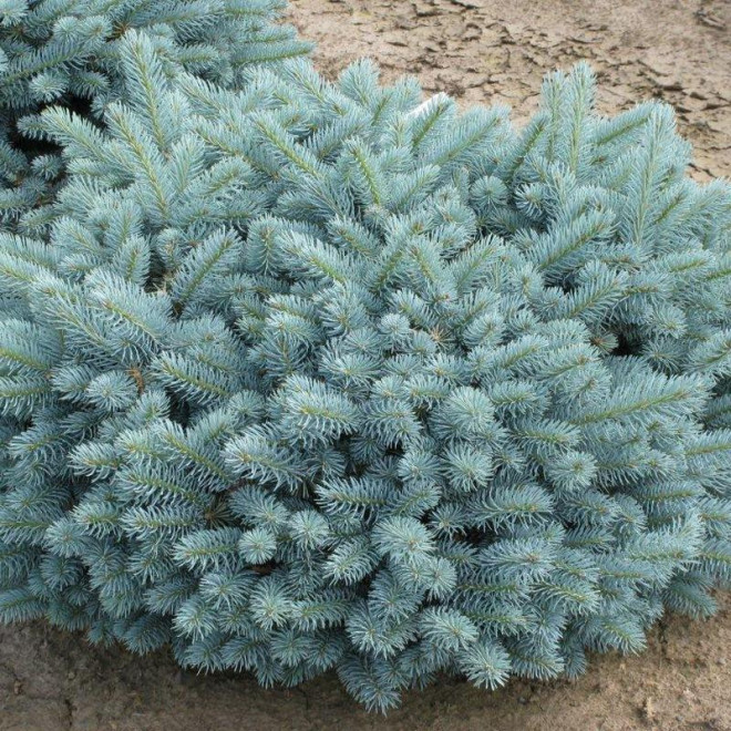 Świerk kłujący Glauca Globosa Picea pungens