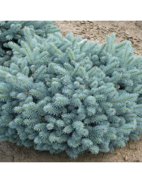 Świerk kłujący Glauca Globosa Picea pungens