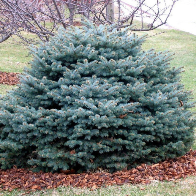 Świerk kłujący Glauca Globosa Picea pungens - Szkółka Florela